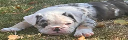 English Bulldog dogs for sale: HEALTH TESTED NEBBR REG OLDE ENGLISH BULLDOG PUPS - Advert 12