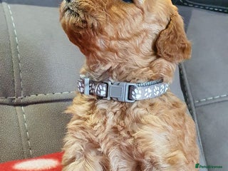 Goldendoodle dogs F1B Miniature Golden Doodles - Advert 18