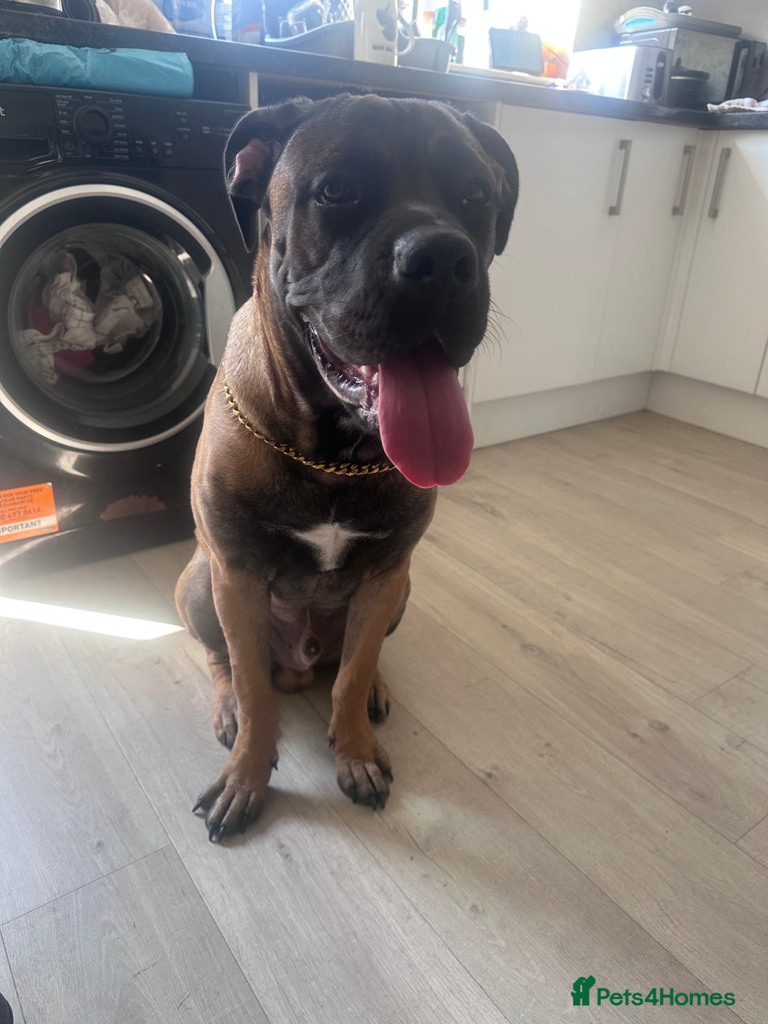 Cane Corso dogs for sale: 11 month Odin - Advert 3