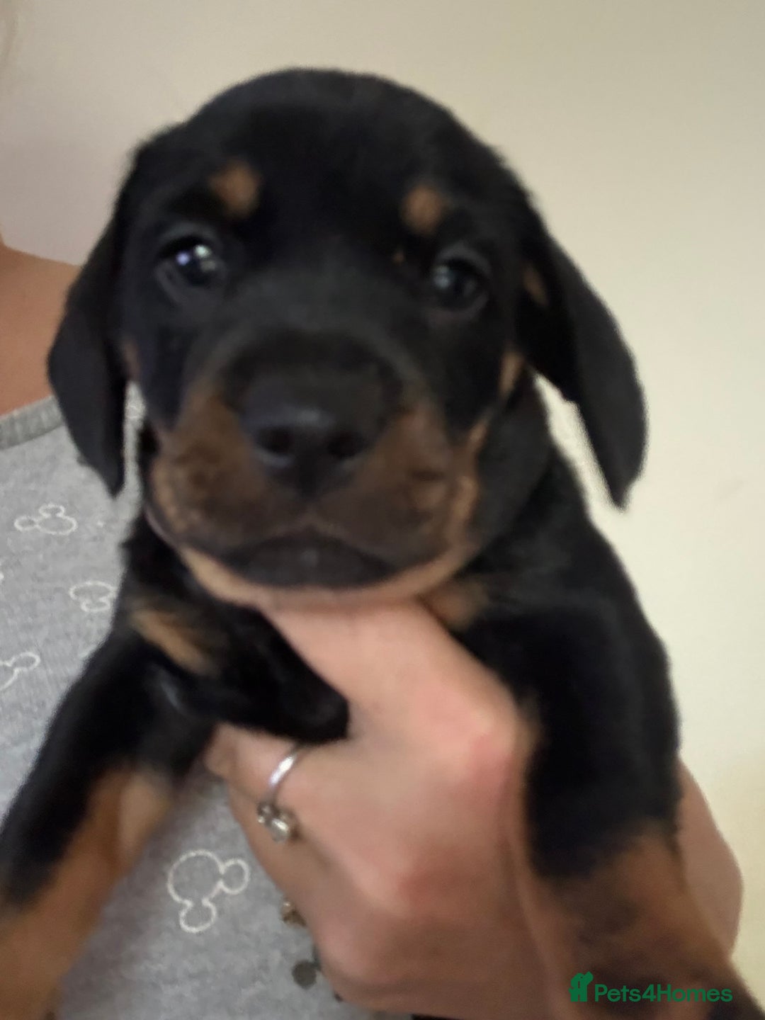 Mixed Breed dogs for sale: French bulldog x daschund - Image 3