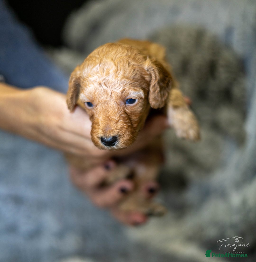 Goldendoodle dogs for sale: Mini Golden doodles - Advert 6