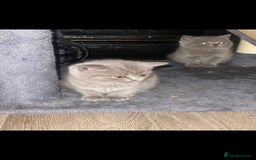 British Shorthair cats for sale: Beautiful Blue British Shorthair Kittens - Image 15