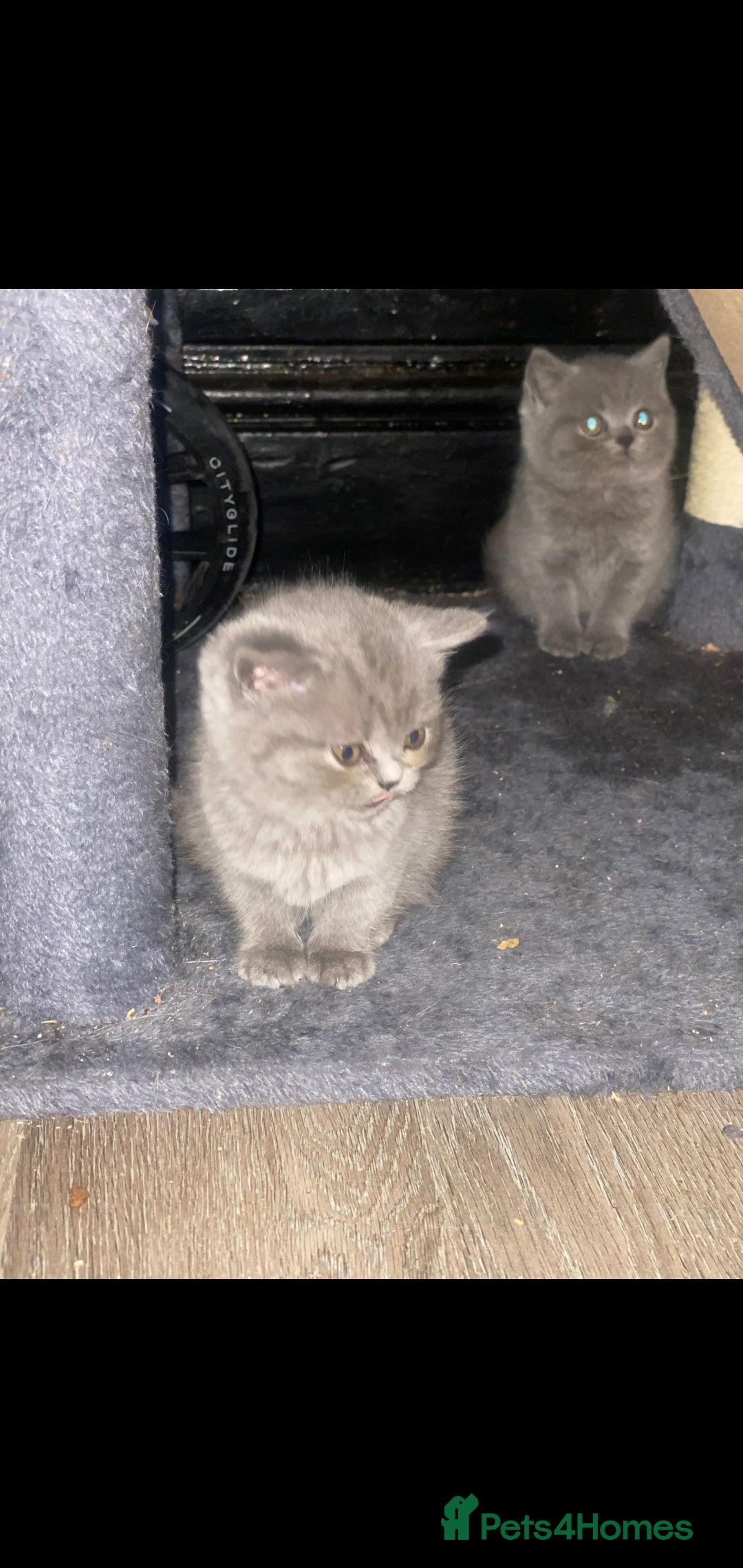 British Shorthair cats for sale: Beautiful Blue British Shorthair Kittens - Image 15