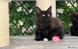Maine Coon cats for sale: Tica Stunning Kittens  - Image 39