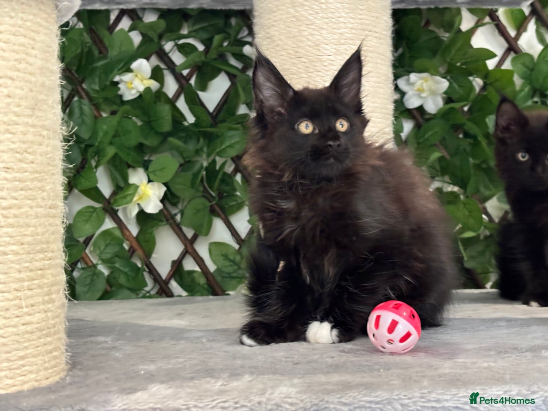 Maine Coon cats for sale: Tica Stunning Kittens  - Image 39