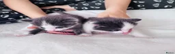 Ragdoll cats for sale: Four gorgeous kittens - Advert 9