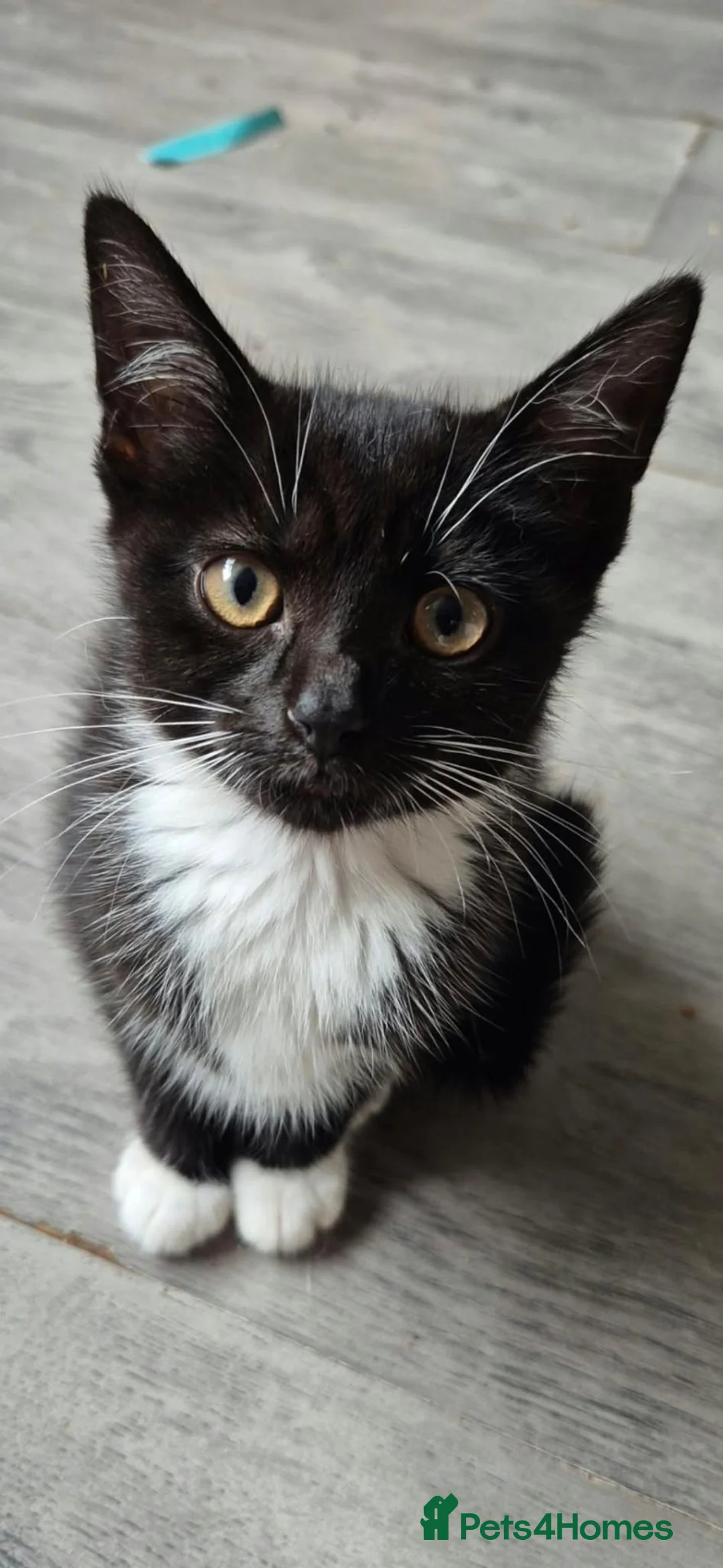 Mixed Breed cats for sale: 3 female kittens - Advert 2