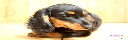 Miniature Dachshund dogs for sale: 🌟Dapple & Black Tan PRA Clear KC reg – June 26🌟 - Advert 7