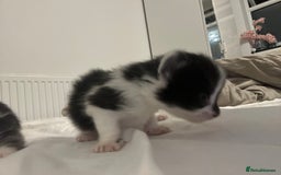 Mixed Breed cats for sale: Beautiful fluffy kittens - Image 8