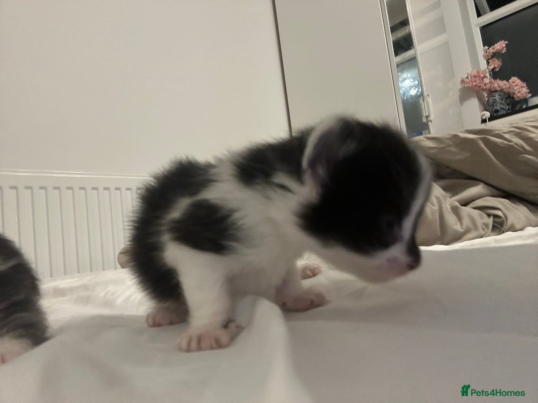 Mixed Breed cats for sale: Beautiful fluffy kittens - Image 8