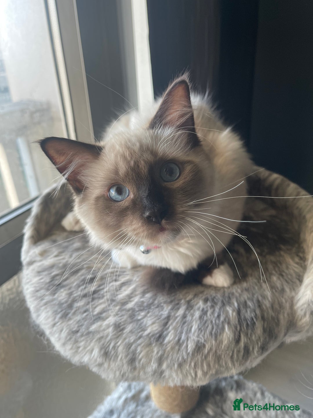 Ragdoll cats for sale: 3 beautiful ragdoll kittens  - Advert 3