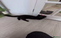 Domestic Shorthair cats for sale: 3 boys, 1 girl kittens  - Image 30