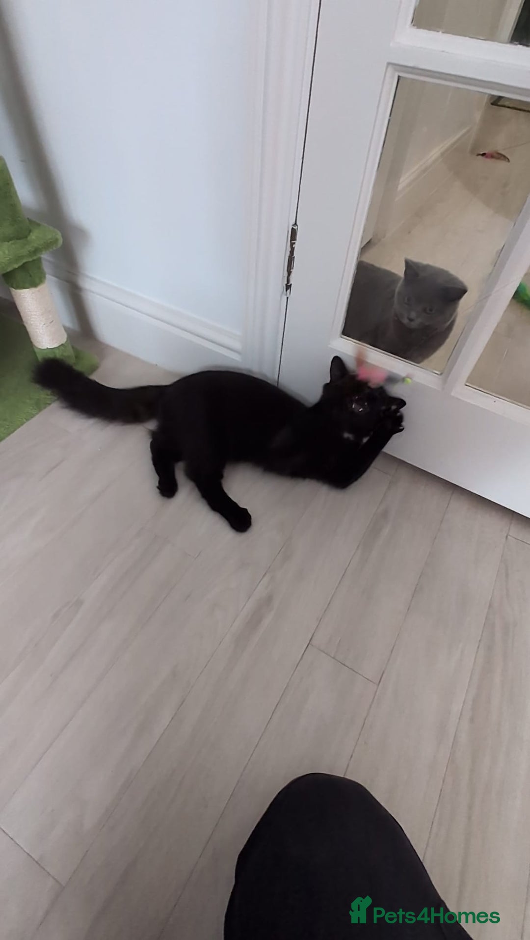 Domestic Shorthair cats for sale: 3 boys, 1 girl kittens  - Image 30