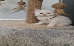 Ragdoll cats for sale: 4 Beautiful Ragdoll Kittens - Image 12