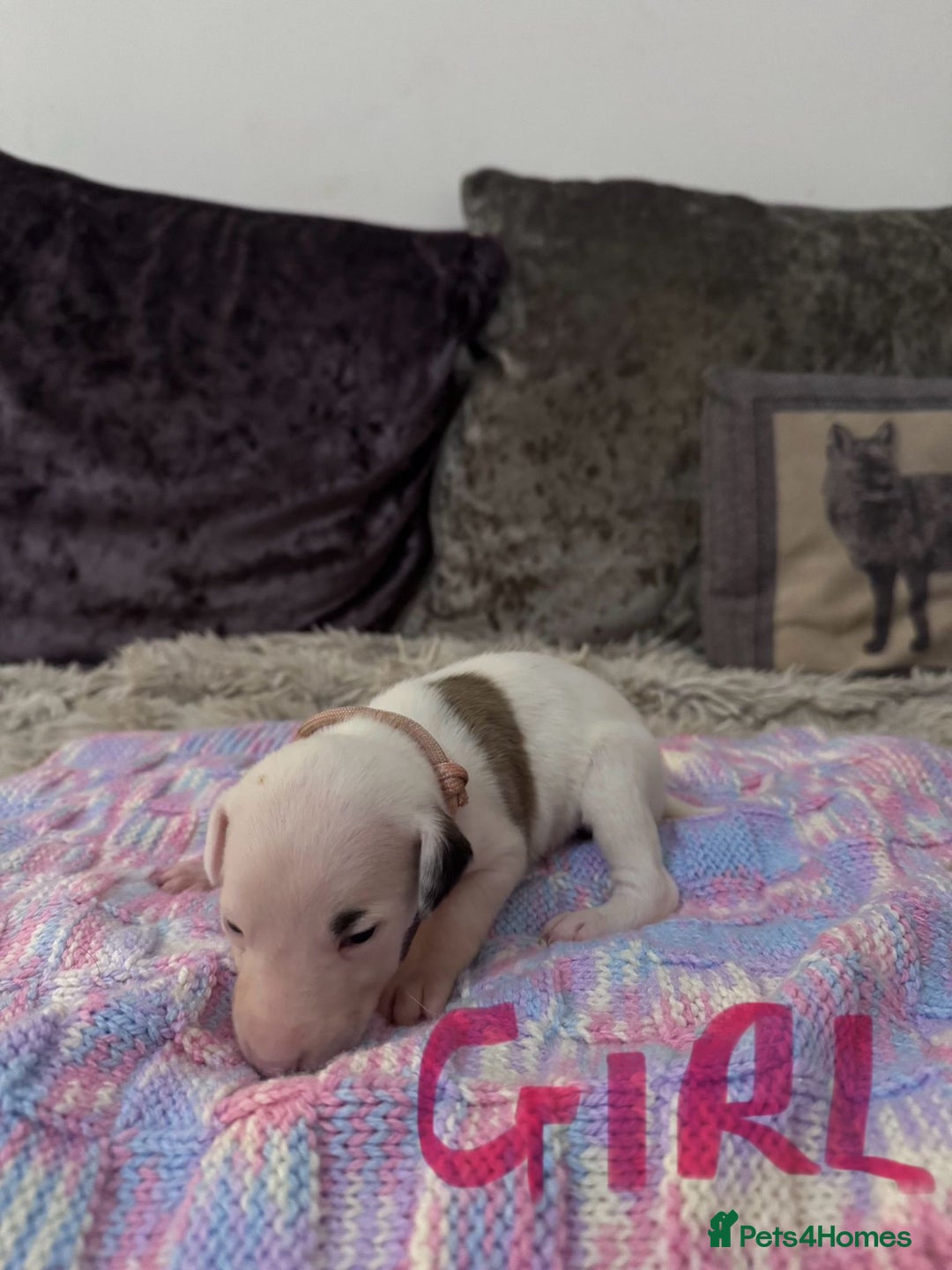 Whippet dogs for sale: Whippet pups  - Advert 15
