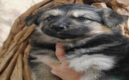 German Shepherd dogs for sale: Beautiful long coated  in Coalville - Image 24