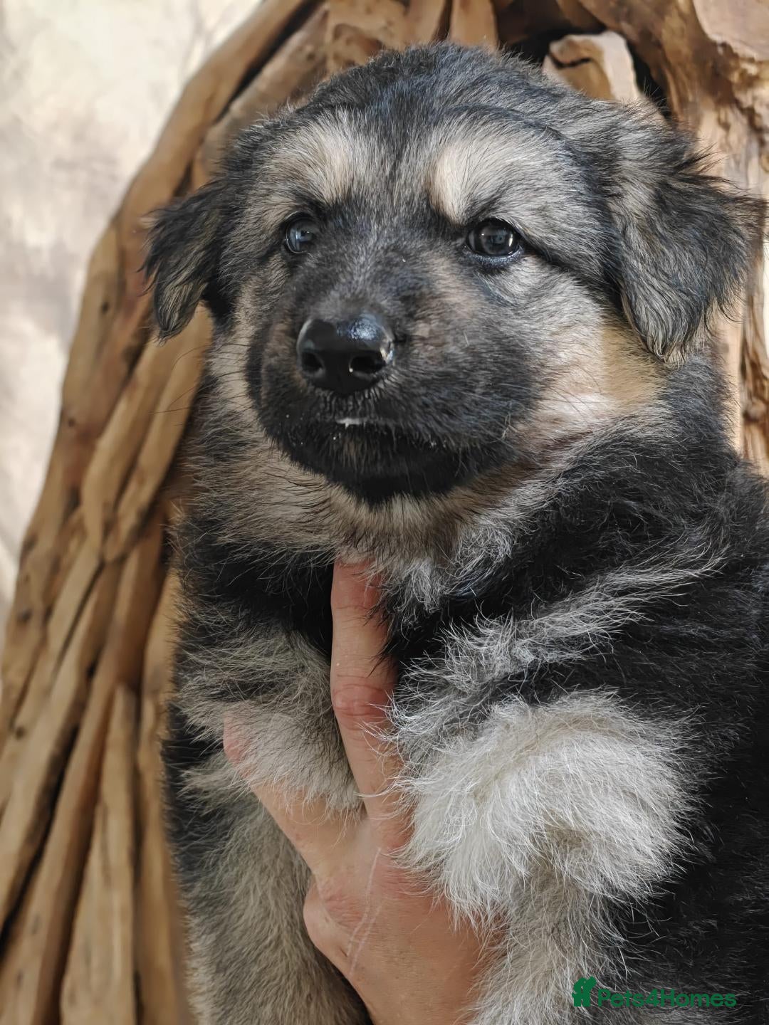 German Shepherd dogs for sale: Beautiful long coated  in Coalville - Image 24