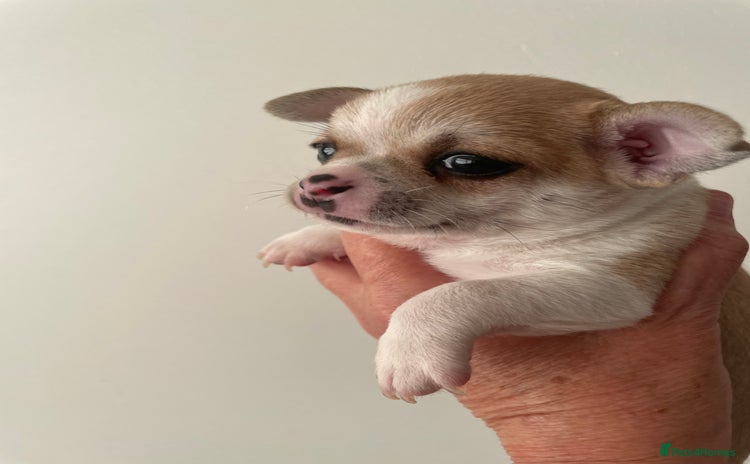 Chihuahua dogs for sale in Glasgow - Advert 3