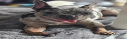 French Bulldog dogs for sale: French bulldog in Bury - Advert 9