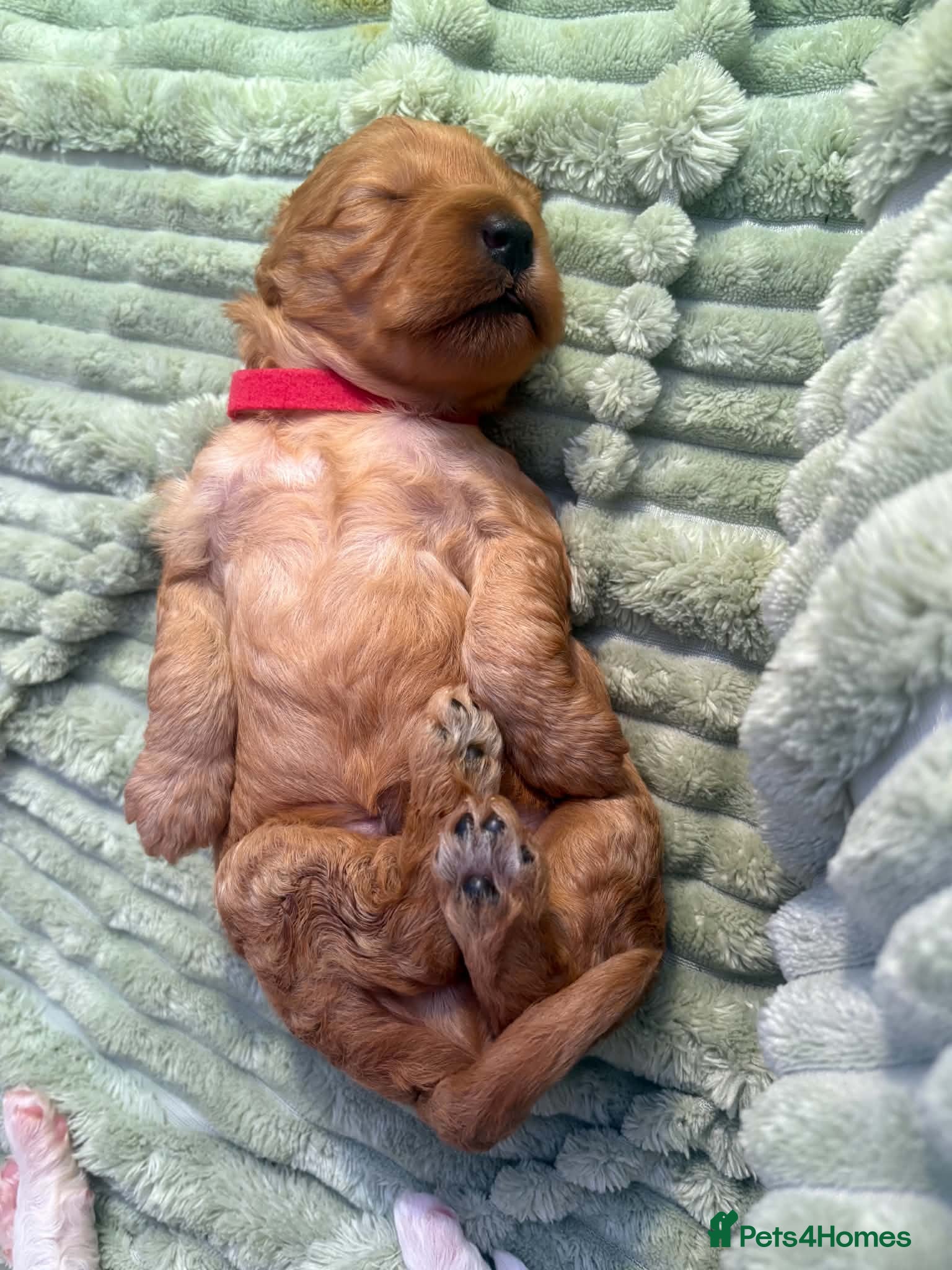 Mixed Breed dogs 4 Beautiful Cavapoo/Australian Labradoodle Puppies - Advert 2