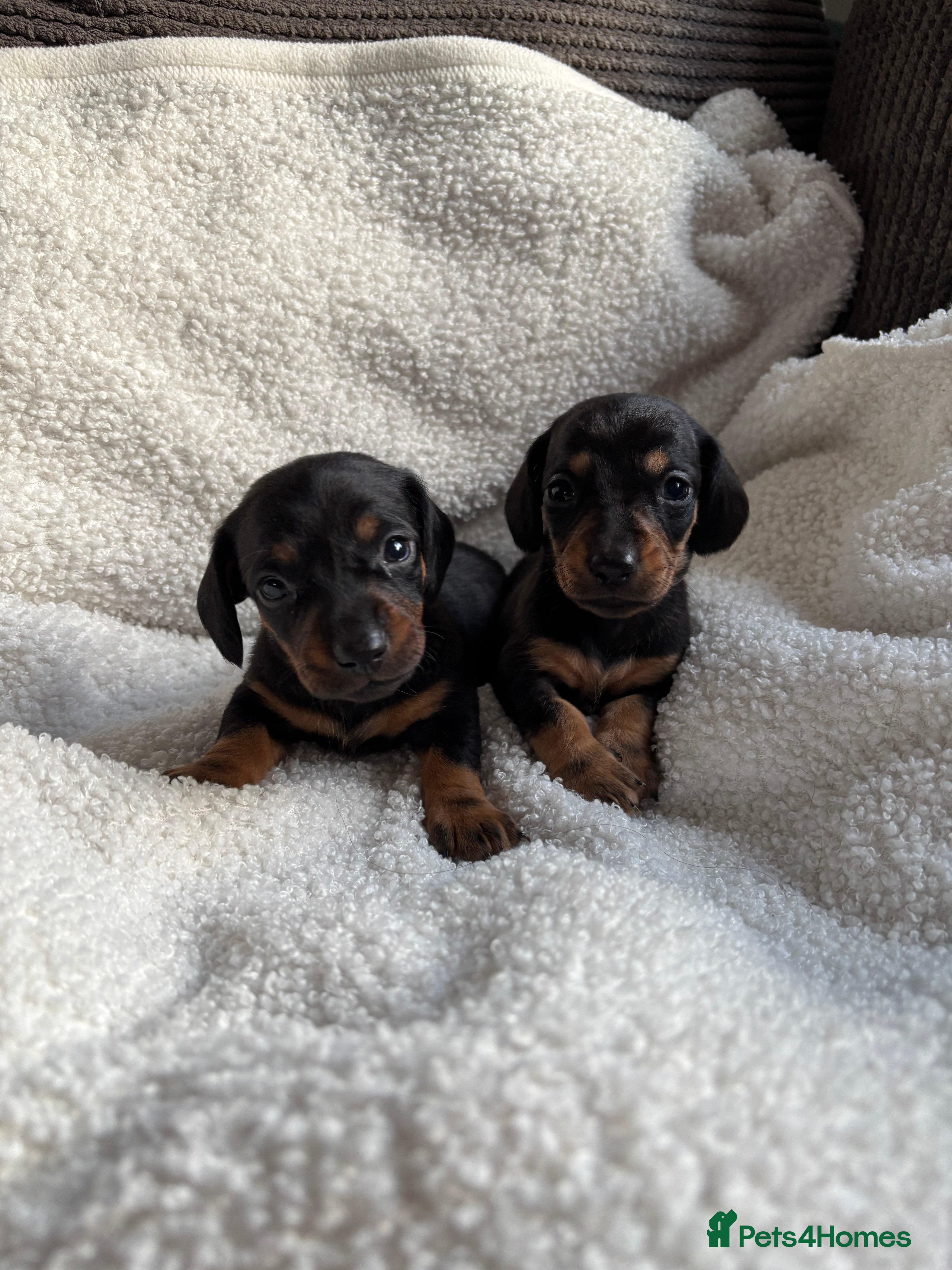 Miniature Dachshund dogs 2x boys left miniature dachshunds 🤍 - Advert 6