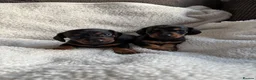 Miniature Dachshund dogs for sale: Beautiful miniature dachshunds 🤍 - Advert 3