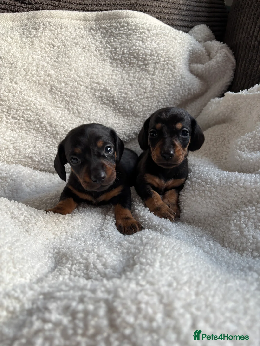 Miniature Dachshund dogs for sale: Beautiful miniature dachshunds 🤍 - Advert 3