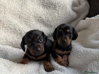 Miniature Dachshund dogs 2x boys left miniature dachshunds 🤍 - Advert 6