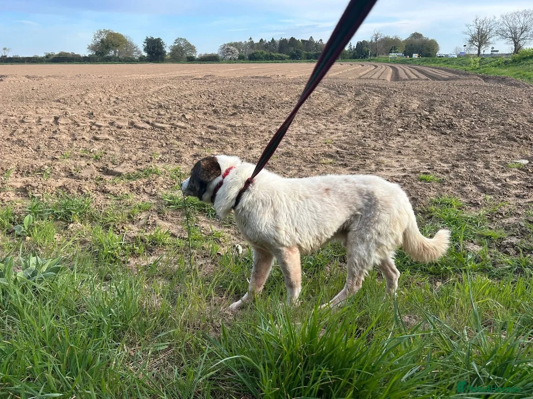 Mixed Breed dogs for adoption: Roger - Norwich Norfolk  in Norwich - Advert 23