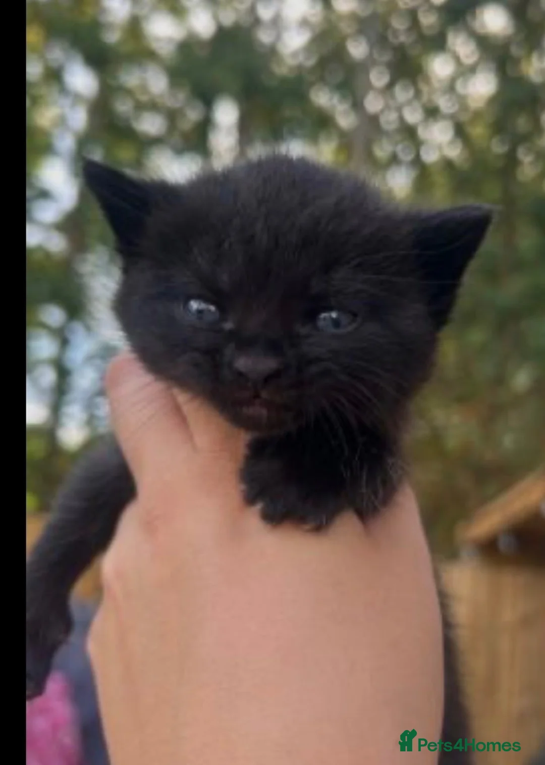 British Shorthair cats for sale: stunning BSH x in London - Advert 2