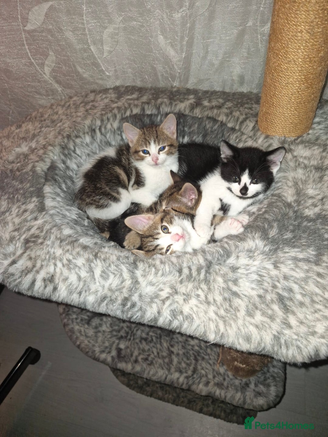 Mixed Breed cats for sale: Kittens for sale - Advert 7