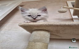 Ragdoll cats for sale: RAGDOLL KITTENS❣️FUR BABIES READY TO GO - Image 7