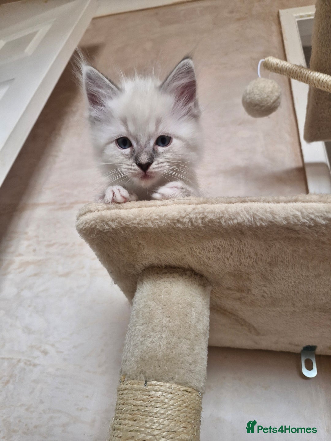 Ragdoll cats for sale: RAGDOLL KITTENS❣️FUR BABIES READY TO GO - Image 7