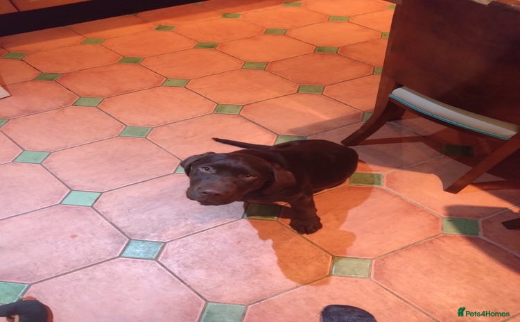 Labrador Retriever dogs - Advert 8