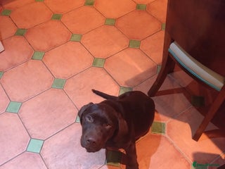 Labrador Retriever dogs for sale - Advert 1