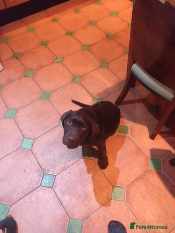 Labrador Retriever dogs - Advert 10