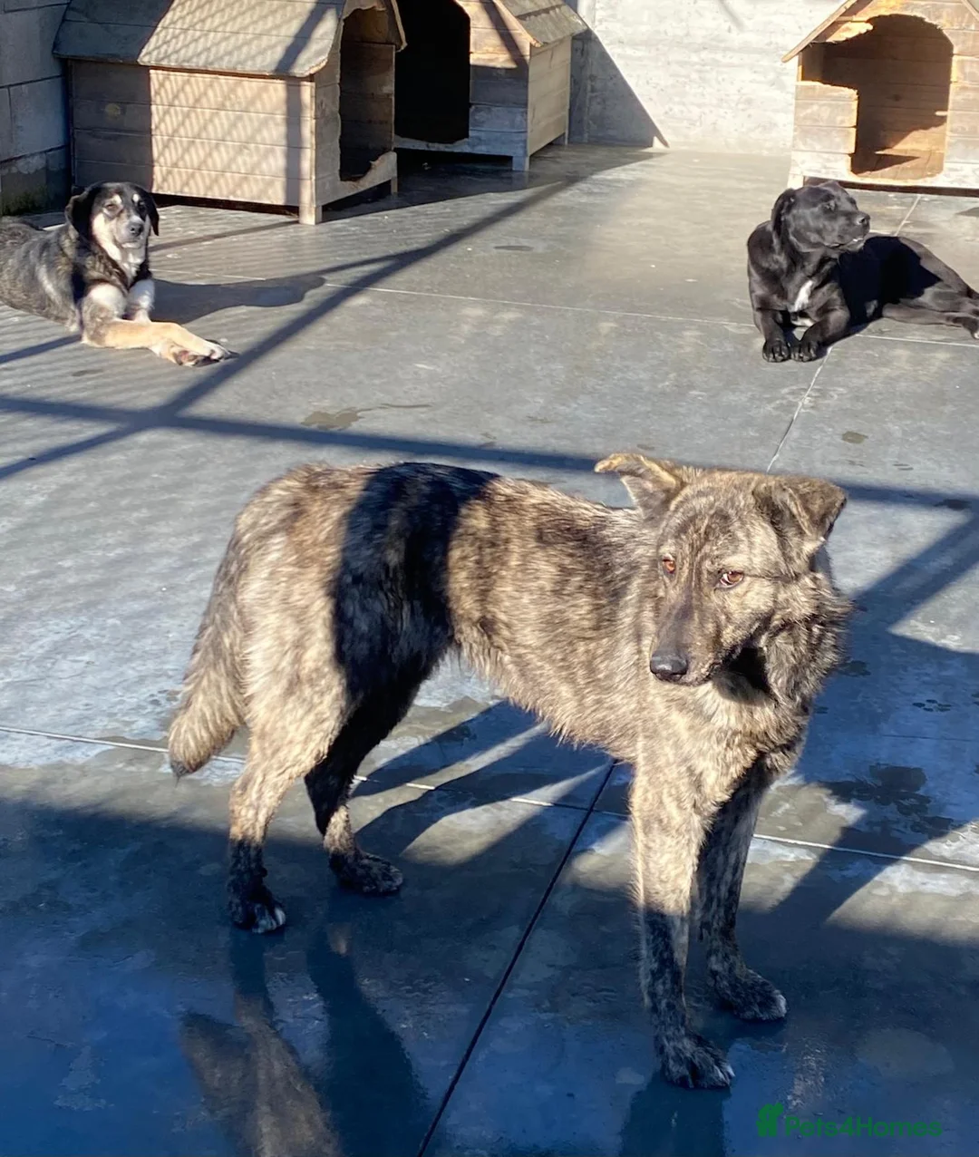 Mixed Breed dogs for adoption: Liv, 3 yrs old approx. Available for adoption. in Brixham - Advert 2