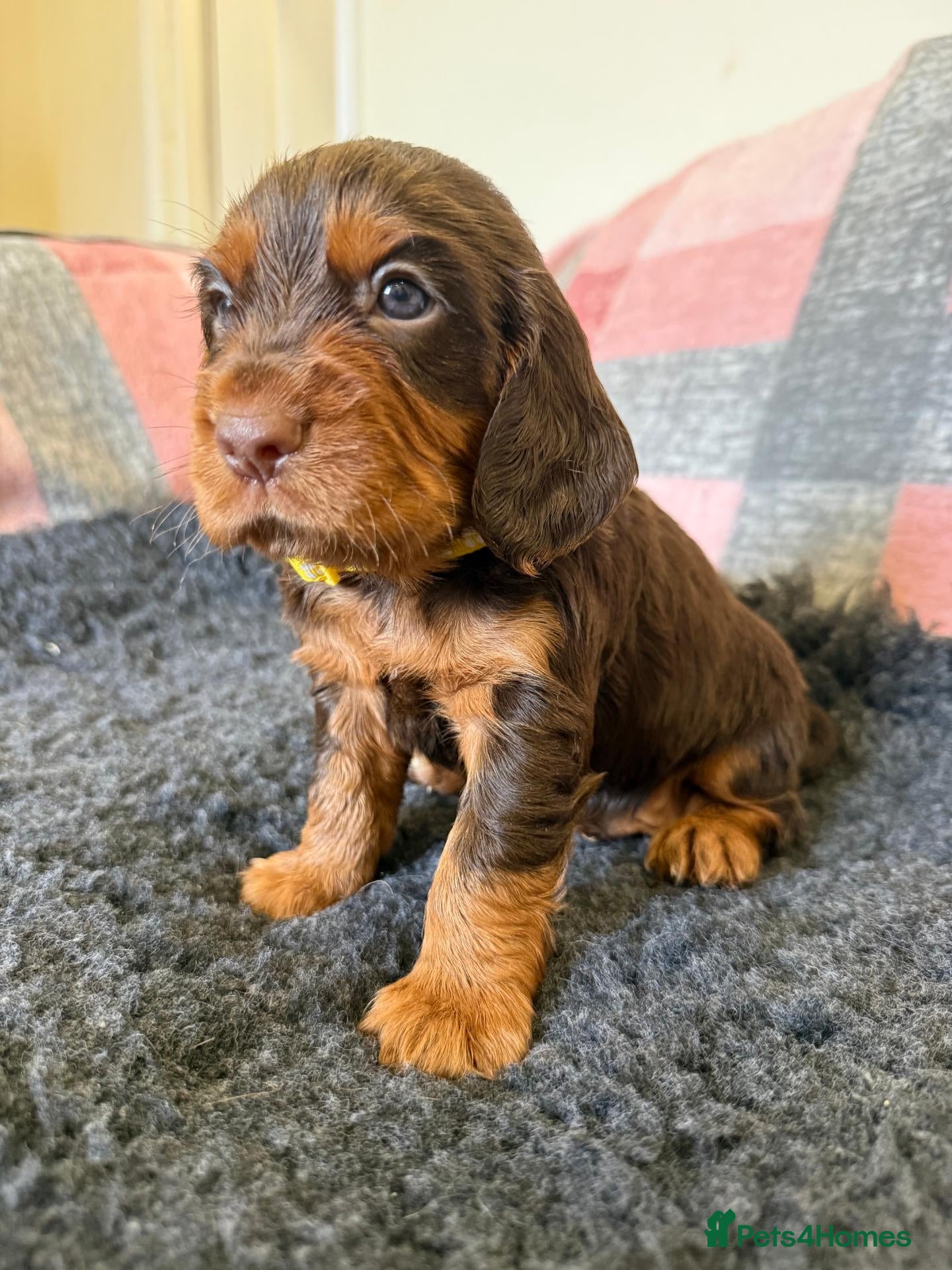 Cocker Spaniel dogs for sale: Kc Reg Brown/Tan And TriColour Working Cocker Pups - Advert 1