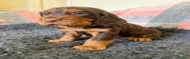 Cocker Spaniel 3 Chocolate & Tan
