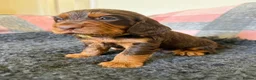 Cocker Spaniel dogs for sale: Kc Reg Brown/Tan And TriColour Working Cocker Pups - Advert 19