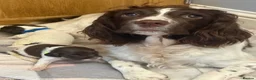 English Springer Spaniel dogs for sale: KC Registered English Springer Spaniel Puppies - Advert 6