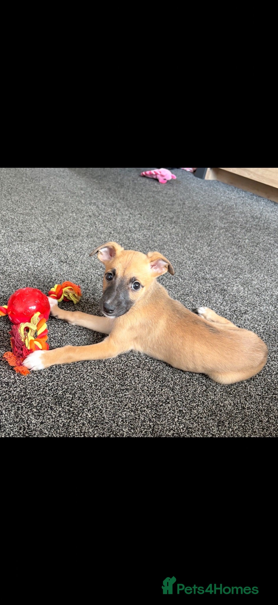 Lurcher dogs Genuine 3/4 whippet 1/4 collie pups for sale  - Advert 3