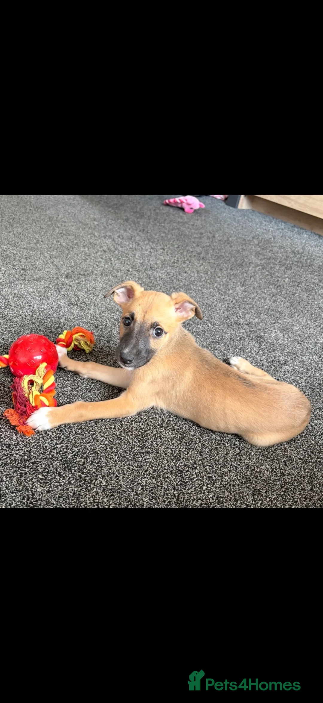 Lurcher dogs for sale: Genuine 3/4 whippet 1/4 collie pups for sale  - Advert 1