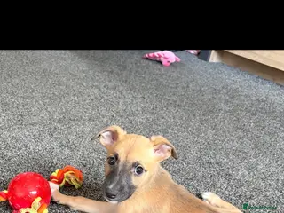 Lurcher dogs Genuine 3/4 whippet 1/4 collie pups for sale - Advert 3