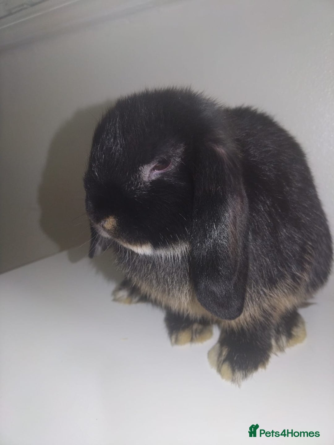 Mini Lop rabbits for sale: Mini lops available  - Advert 33