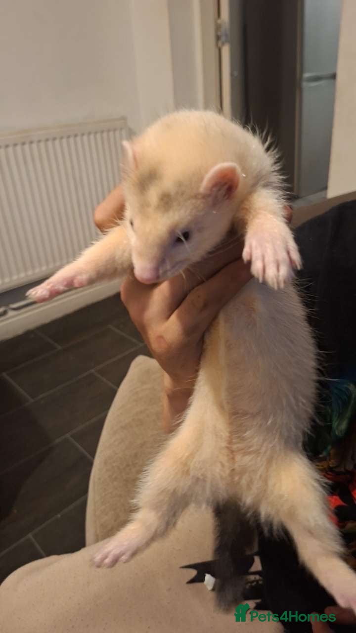 Ferret rodents Jill forsale  - Advert 6