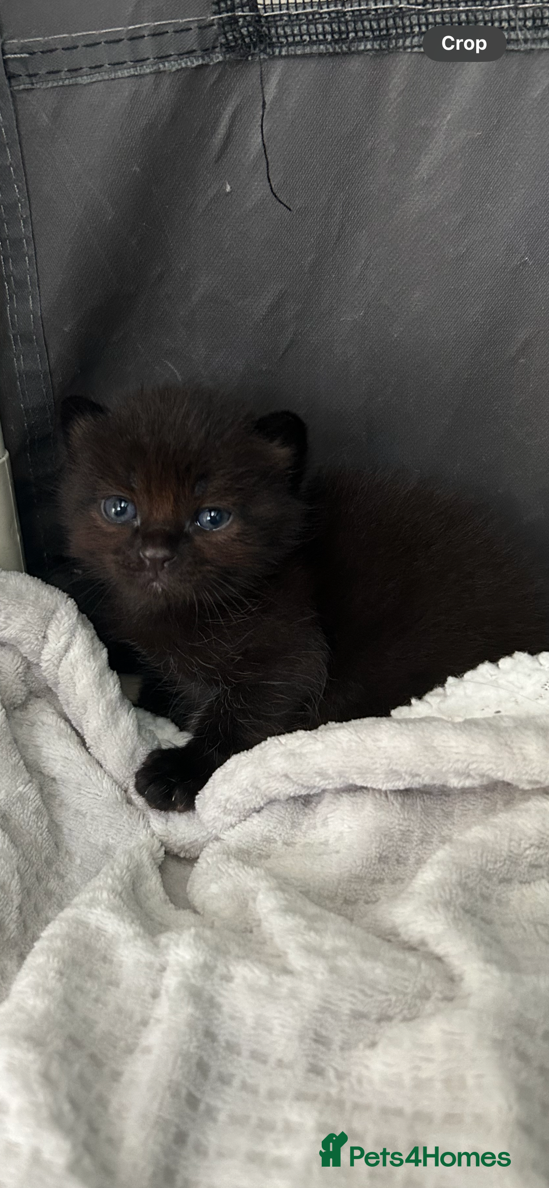 Domestic Shorthair cats for sale: Boy Kitten - Image 4