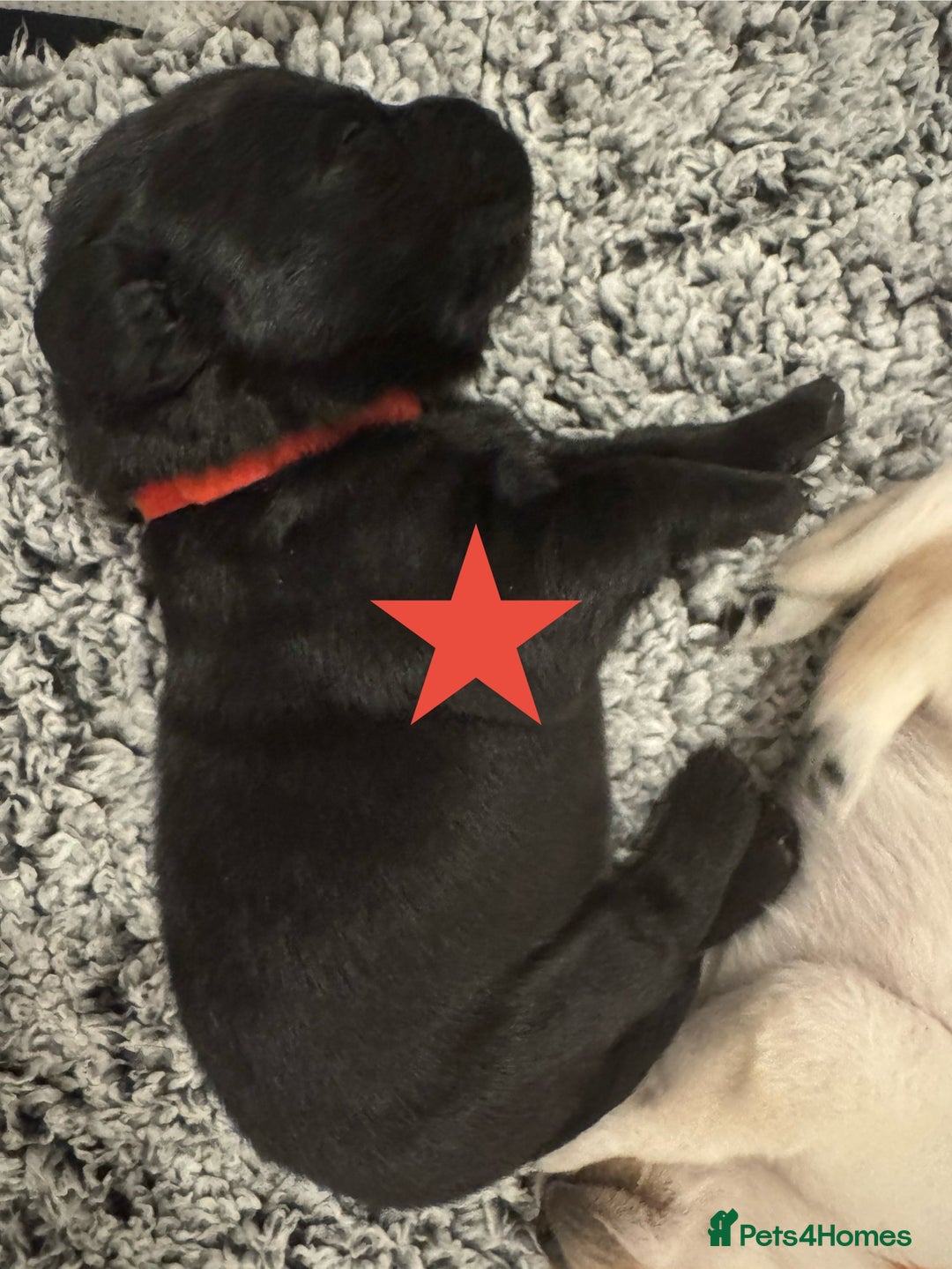 Labrador Retriever dogs for sale: Labrador Puppies – Licensed Breeder - Advert 26