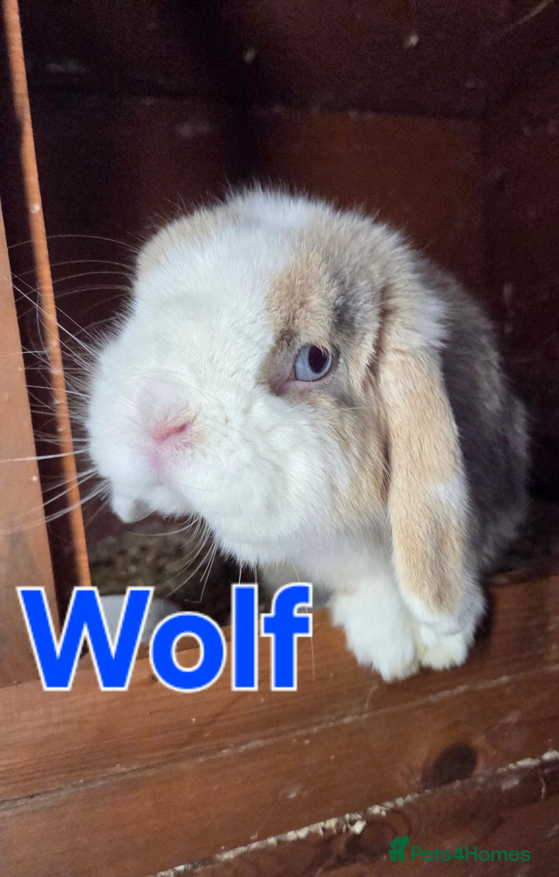 Mini Lop rabbits ❤️REDUCED! mini lop & mini rex boy & girls ♥️ - Advert 3