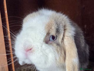 Mini Lop rabbits ❤️REDUCED! mini lop & mini rex boy & girls ♥️ - Advert 15